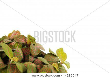 Stueplante Fittonia baggrund, Closeup, isoleret