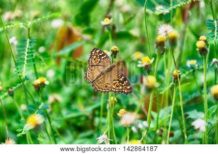 A butterfly on tiny yellow flower and green grass background