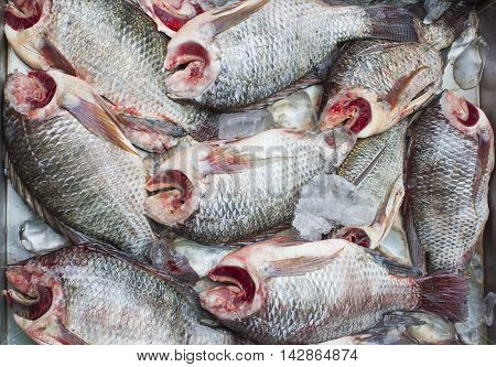 fish, fish Folk, Fish market, food, freshwater fish, Frozen fish, Raw food, top camera