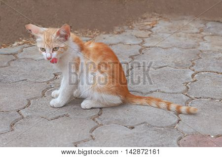 Ssmall ginger kitten sitting in the street.