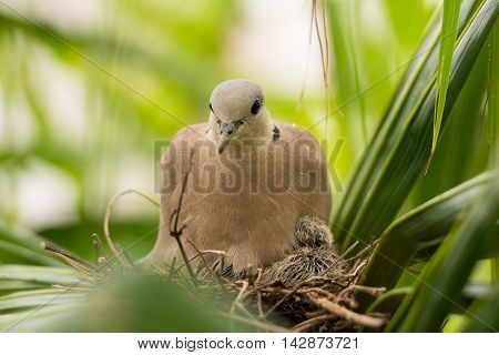 close up Dove bird sitting in the nest on a palm tree at thailand