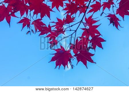 Vibrant red maple leaves border on blue sky