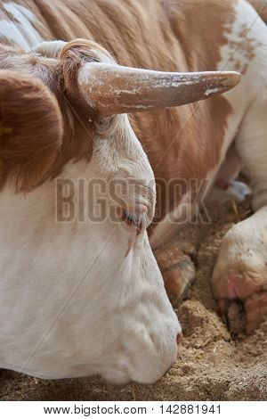 Red cow sleeping. Cow lying on his stomach his eyes covered