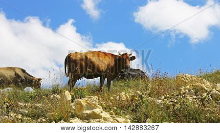Cows on ths summer meadow against blue sky