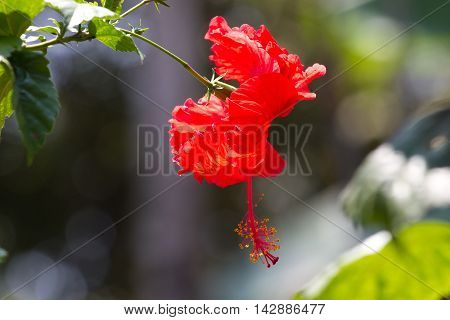 Macro photo oh hibiscus plant. Red color flower