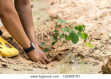 People are planting trees in a forest. Save the forest.
