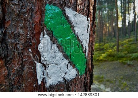 detailed photo of green sign in a pine forest at sunset in a tourist area Machuv kraj in the czech landscape