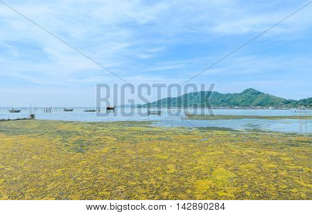 Algal bloom in a tropical ocean and marine fish farming Thailand