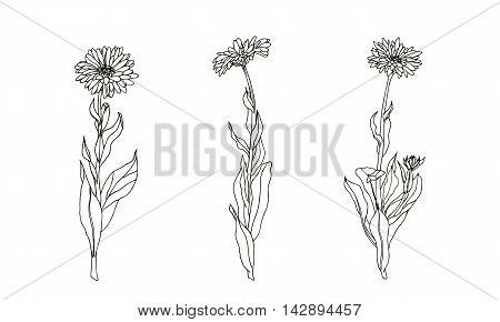 Set of medicinal plant. Black and white calendula vector. Hand drawn illustration.