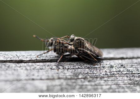 Kite-tailed Robberfly (Machimus atricapillus) on a wood background.