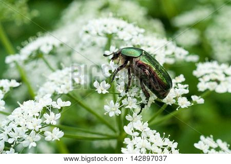 Close-up image of rose chafer bug on white flowers