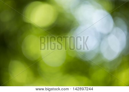 Bokeh Background In Forrest