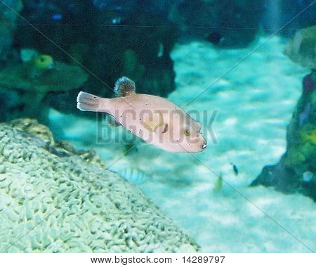 Buck dientes de peces