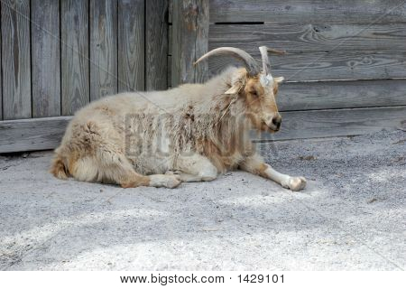 Ged