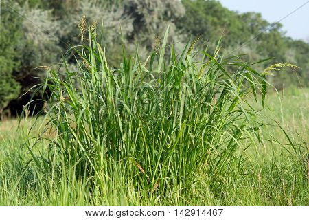 The trophy foxtail (Setaria pumila) fast-growing weed.