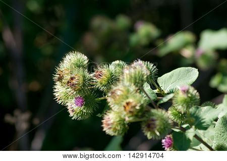 Roadsides thistle (Carduus acanthoides) is a common weed.