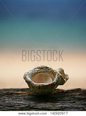 Nobody home - empty shell on the beaches of Kapas island, Malaysia