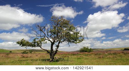 Bedraggled tree within a Cumbrian landscape, UK