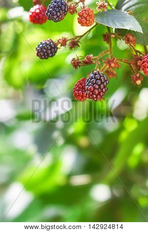 Blackberries growing in nature. Blurry background with plenty of copy space