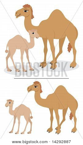 Camels