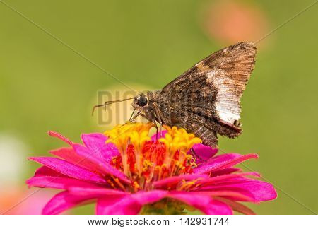 Hoary Edge butterfly on a bright pink Zinnia in summer garden