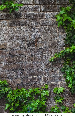 Green ivy climbing on the old house brick wall