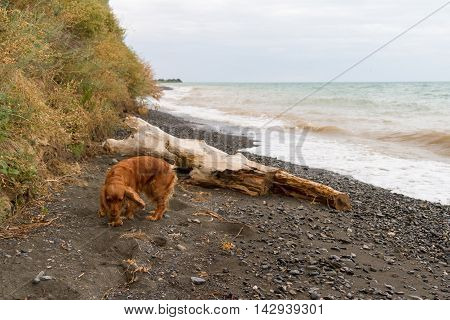 Spaniel At The Lake Alakol