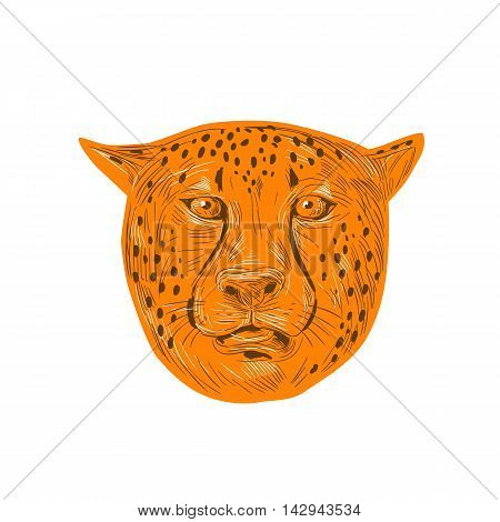 Drawing sketch style illustration of a cheetah head facing front set on isolated white background.
