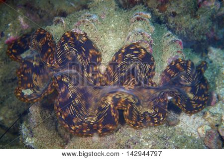 Squamosa clam in the tropical coral reef