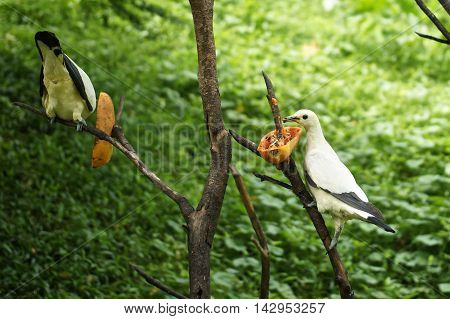White pigeon birds eating papaya at the Birds Park (Malaysia).
