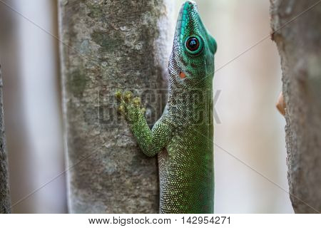 Close up shot of the gecko on the tree branch in a forest. Madagascar
