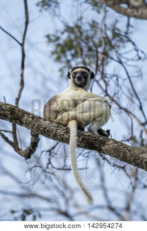 Endemic sifaka lemur (Propithecus) sitting on the tree. Madagascar