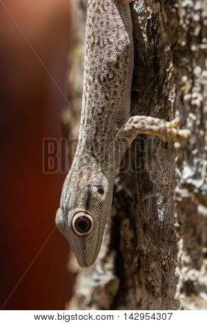 Close up shot of the gecko on the tree branch in a forest. Madagascar
