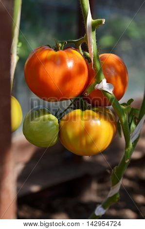 Ripe natural tomatoes growing on a branch in a greenhouse.