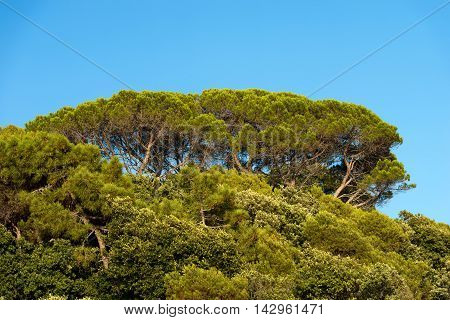 Detail of maritime pines (pinus pinaster) with trunk branches and green needles on blue clear sky