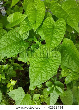 fresh green antigonon leptopus leaves in nature garden
