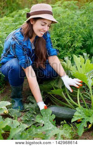 Woman hold zucchini in hand on field. Gardener with zucchini in garden. Harvest. Young farmer harvesting zucchini. Happy young girl with zucchini. Girl shows a crop of zucchini in the garden