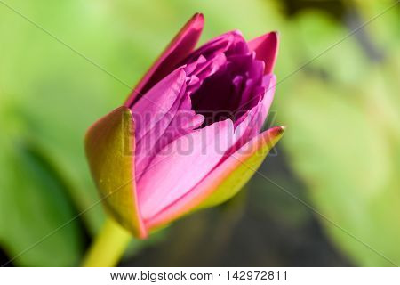 Single pink water lily (nymphaeaceae) with green lily pad background