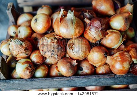 Organic Yellow Onions In A Basket. Shallots On Wooden Box.  Harv