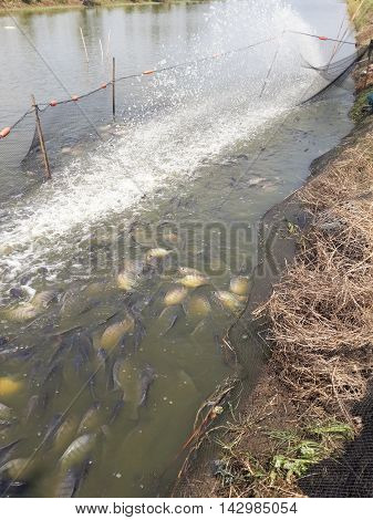 Oreochromis niloticus fish on pond in country Thailand