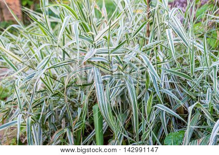 Bush herbs in the garden. Green and light green color.