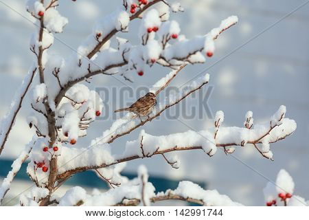 Song sparrow (Melospiza melodia) resting on a hawthorn tree covered in snow