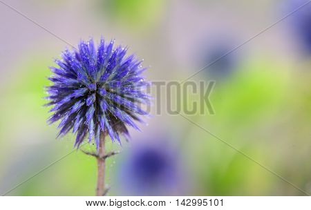Globe Thistle flowers (Echinops ritro), close up
