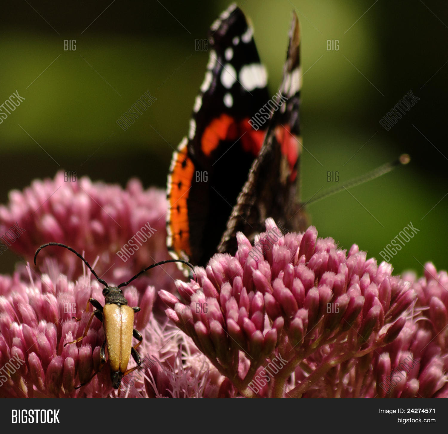 Image Preview
