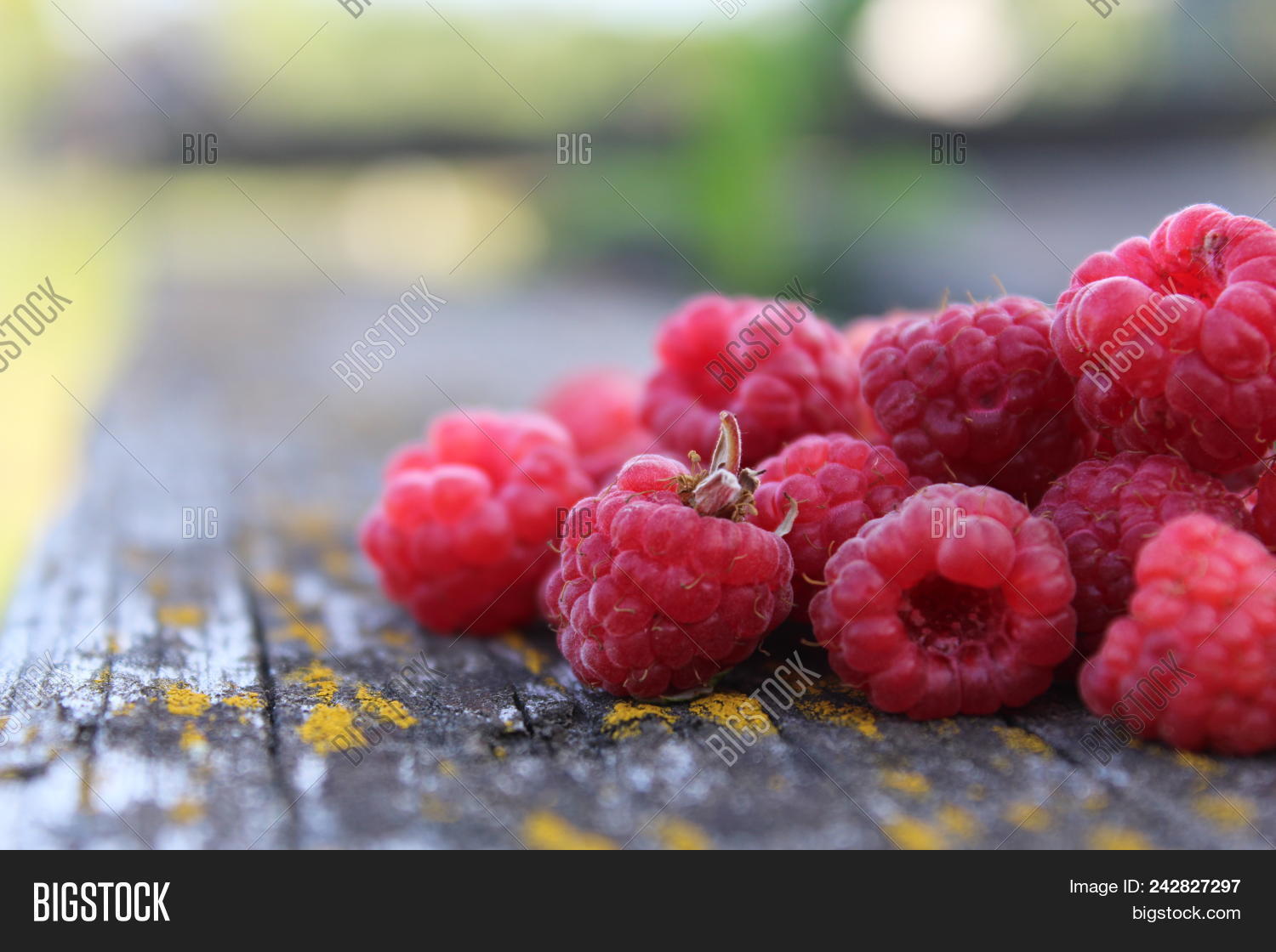 Ripe Raspberry 图片和照片(免费试用) | Bigstock