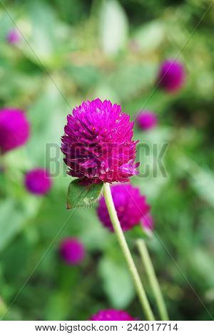 Close Up Pink Gomphrena Globosa Flower In Nature Garden