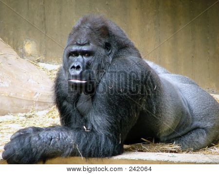 Gorilla