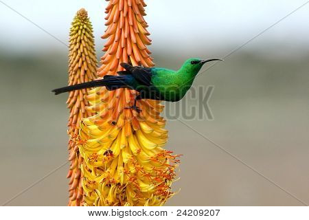 Bella Malachite Sunbird