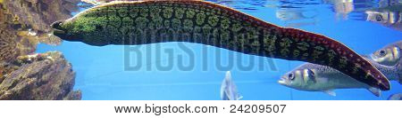 Moray (Muraena)
