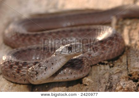 茶色い蛇のミッドランド